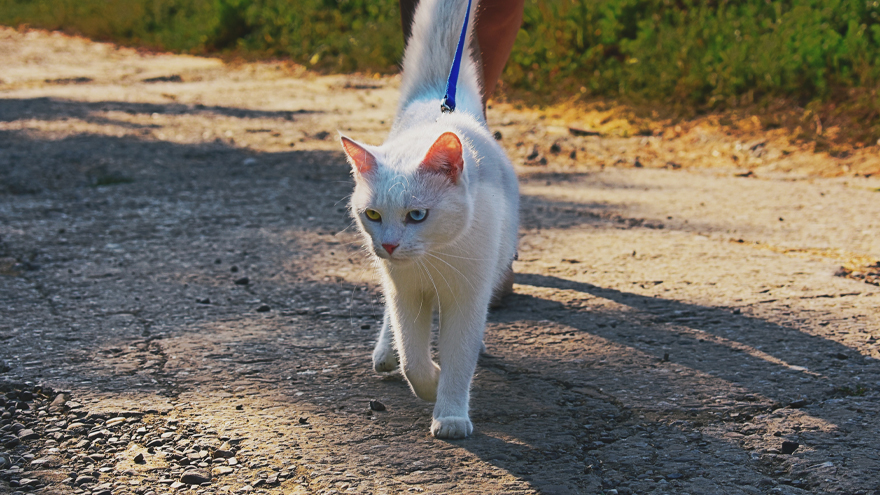 A cat walks on a leash.