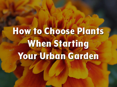 Image for How to Choose Plants When Starting Your Urban Garden