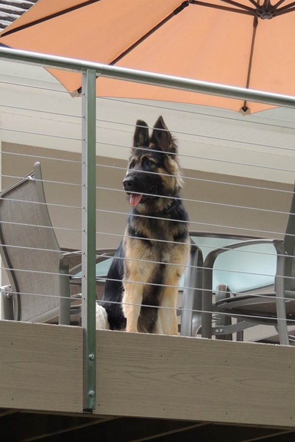 Keeping Dogs Safe by Adding Gates to Your Railing System