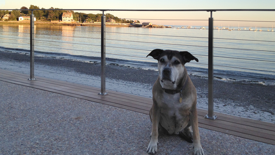 A dog sits in front of cable railing system