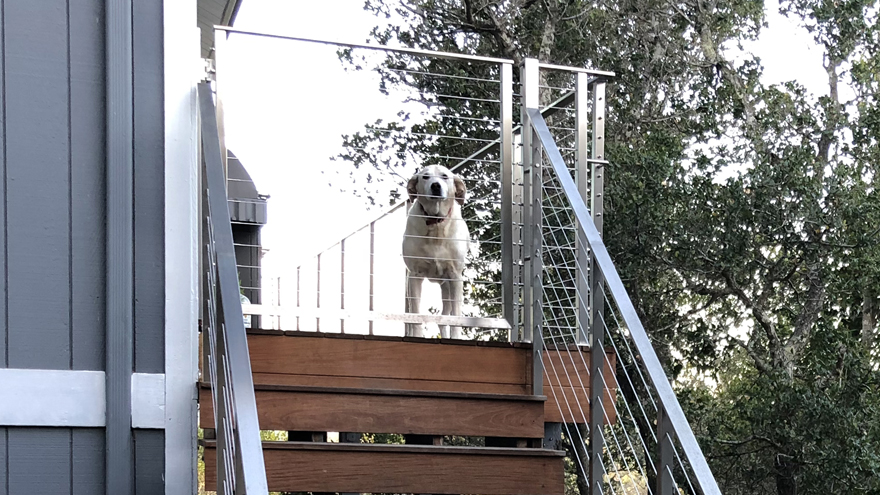 cable railing system with gate keeps dog enclosed on the deck